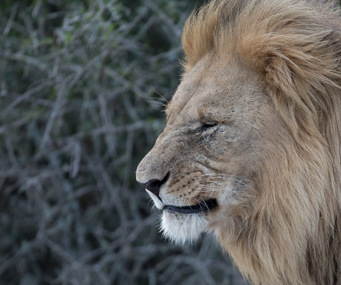 Close up of a male lion's head in profile, facing to the left