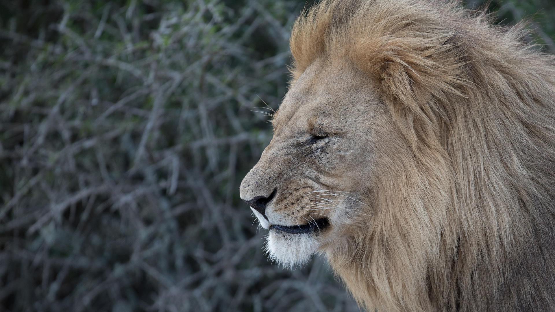 Close up of a male lion's head in profile, facing to the left