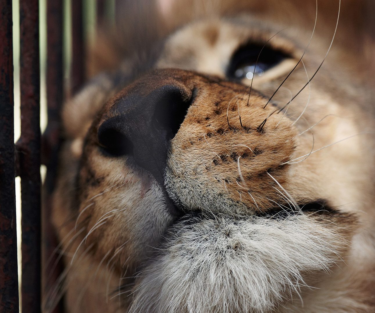 Close up of a lion leaning its head against bars