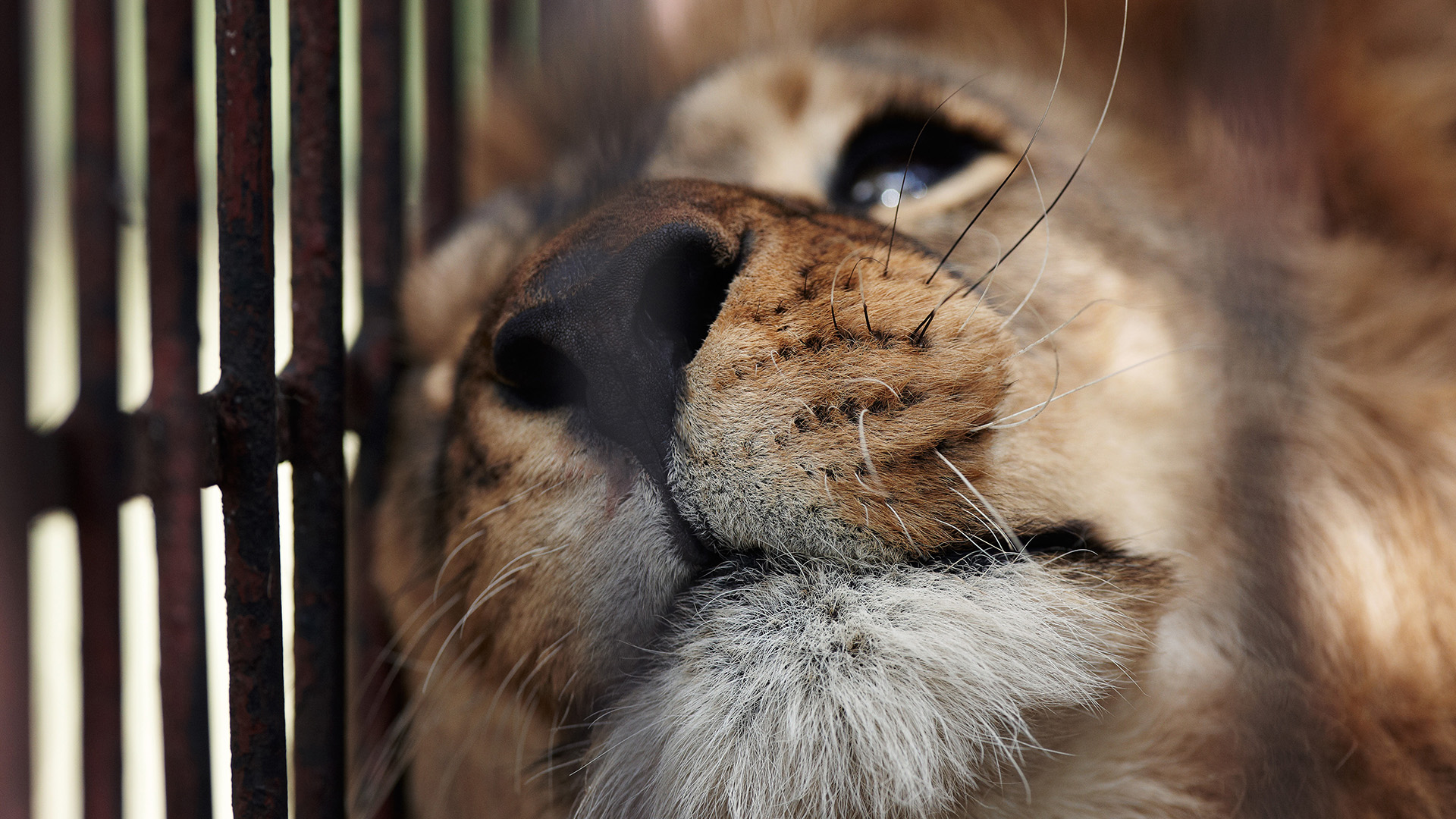 Close up of a lion leaning its head against bars