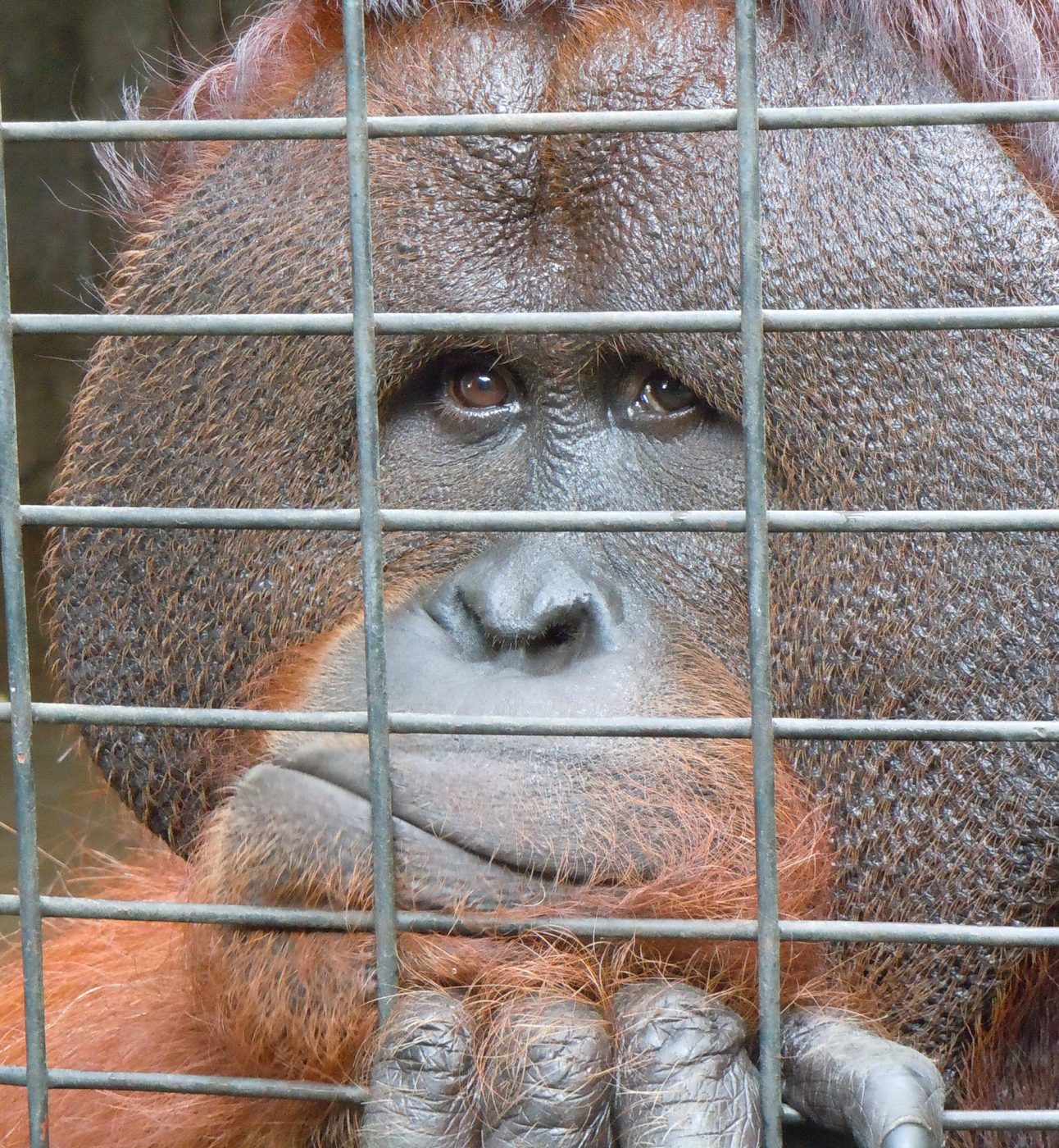 A captive orangutan looks through bars