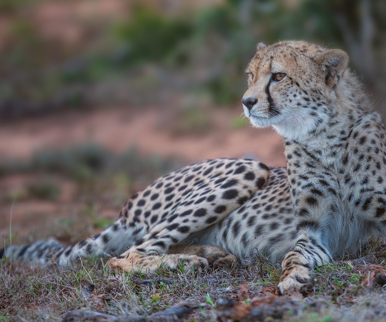 A cheetah lying in the African bush