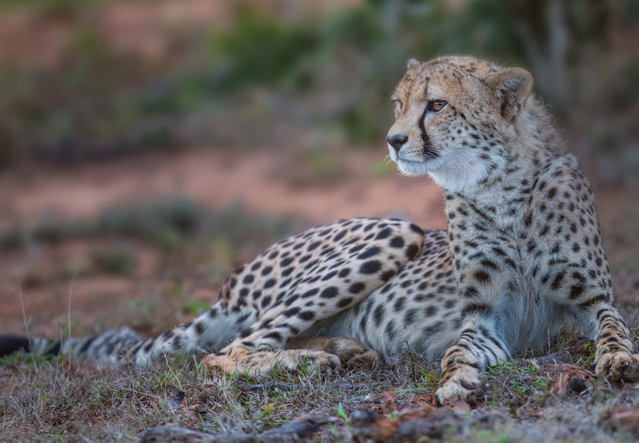 A cheetah lying in the African bush