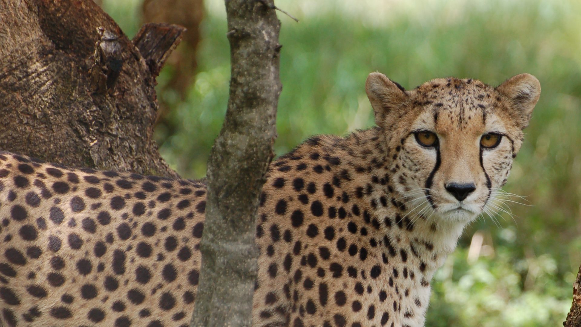 An adult cheetah peering at the camera through the undergrowth.