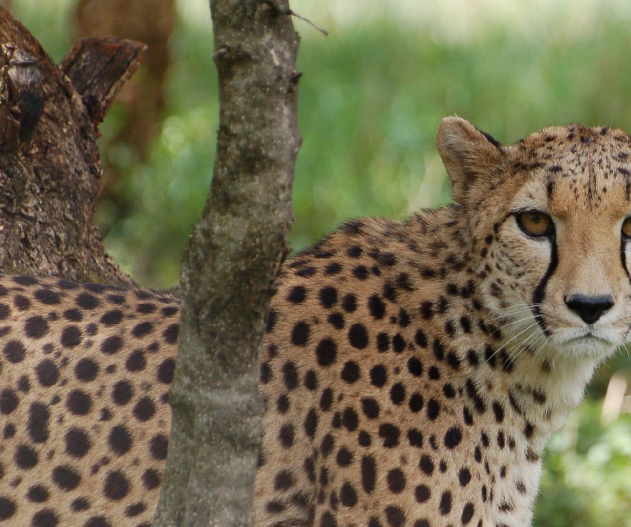 A photo of an adult cheetah peeking through the undergrowth