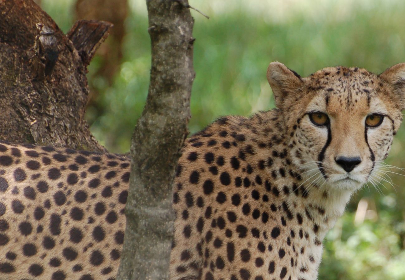 A photo of an adult cheetah peeking through the undergrowth