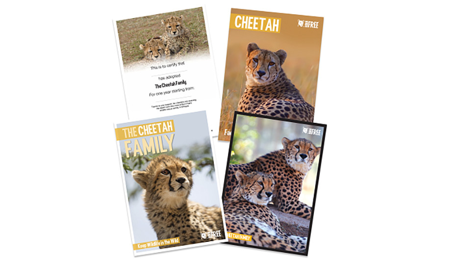 Cheetah adoption pack