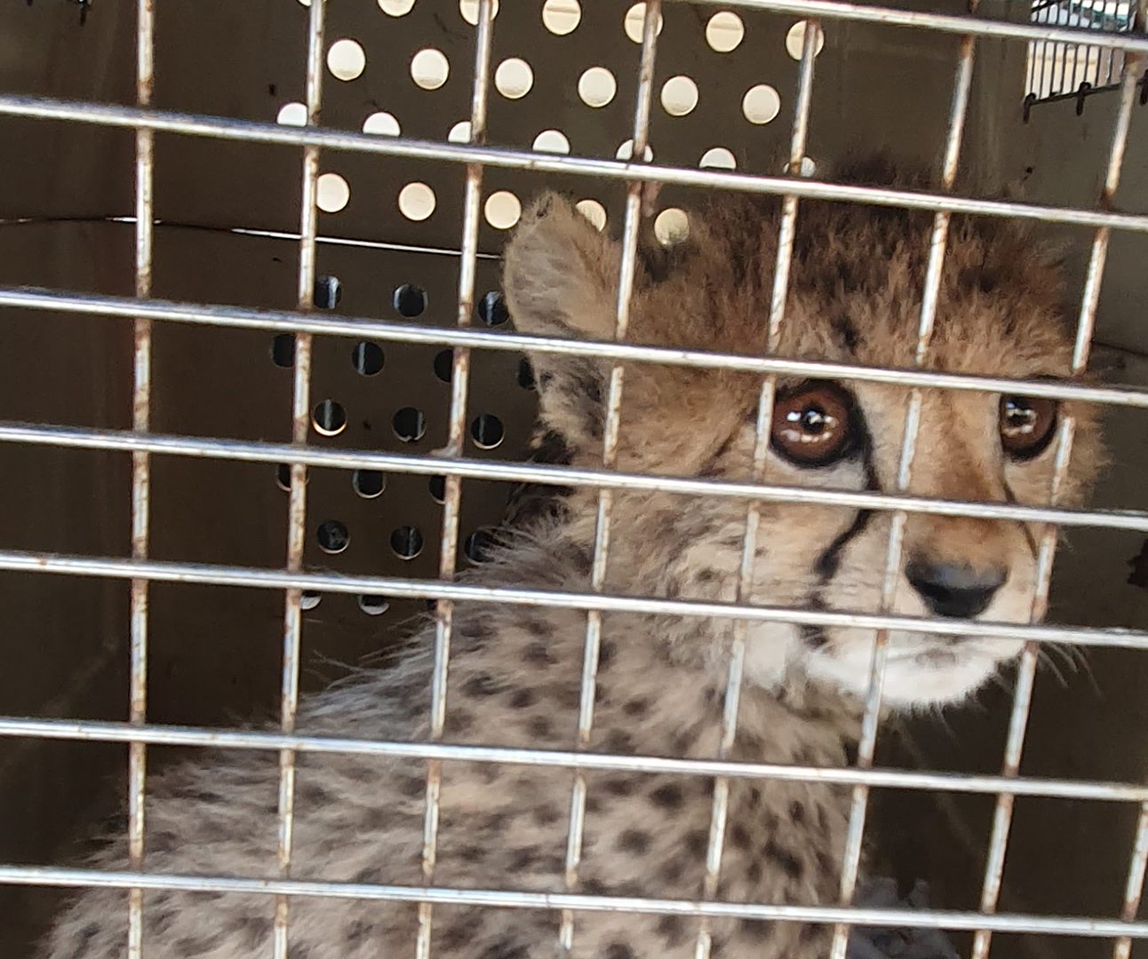 A cheetah cub looks through the bars of an animal carrier crate