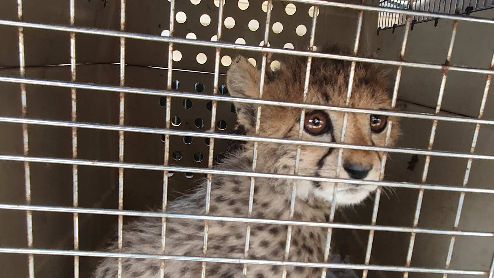 A cheetah cub looks through the bars of an animal carrier crate