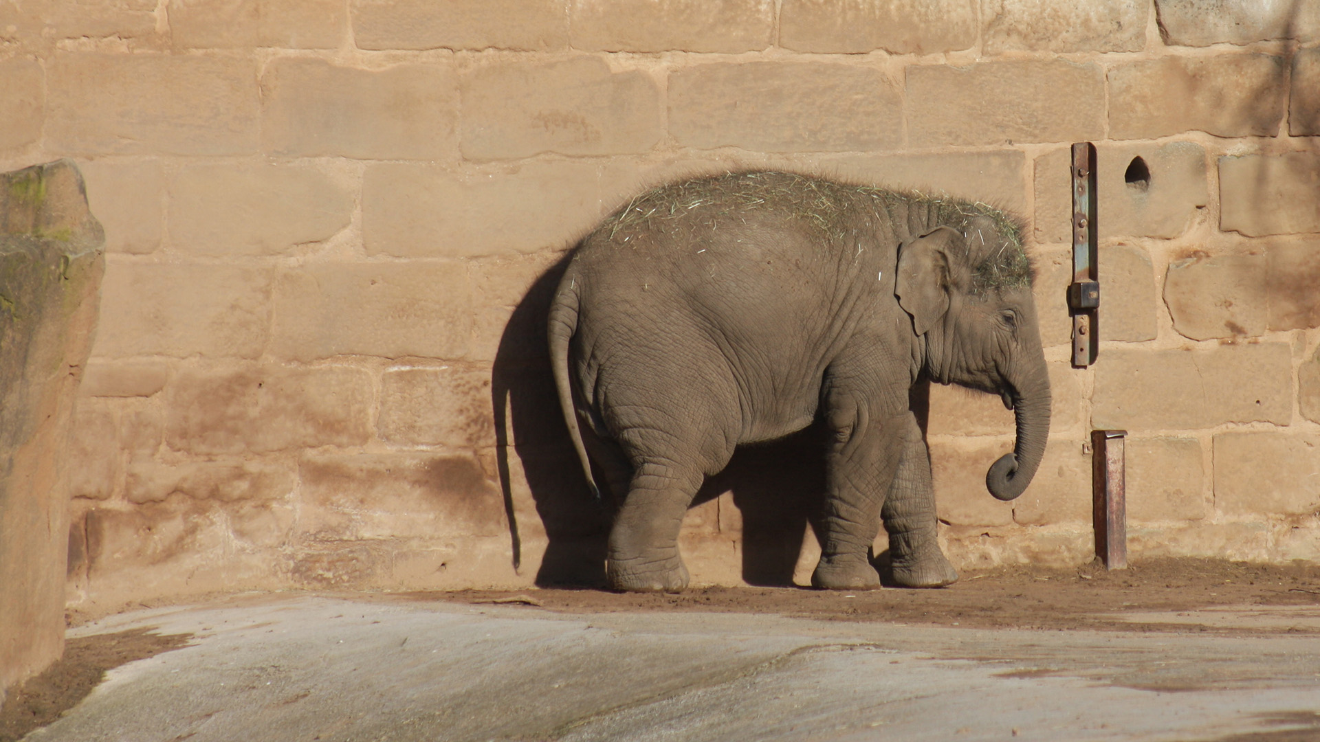 A young elephant stands against a wall on its own in a zoo enclosure