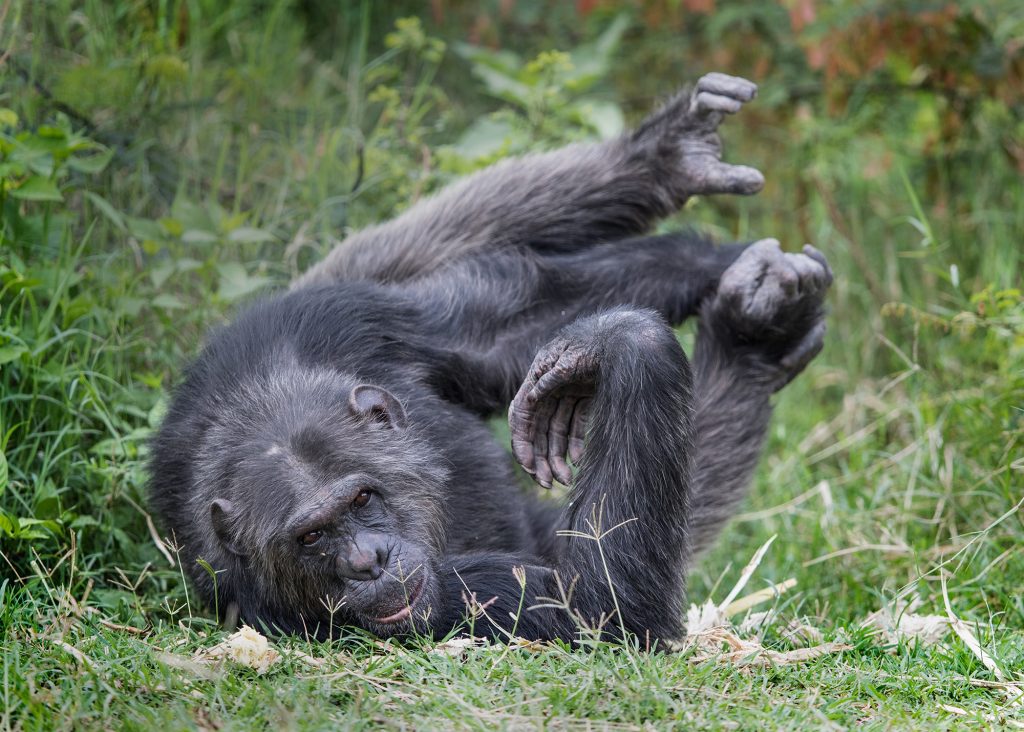 A wild chimpanzee rolls on its side on a grass floor