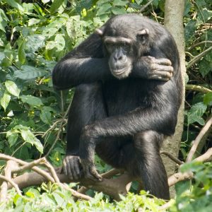 A chimpanzee sits with arms crossed over its legs in a forest