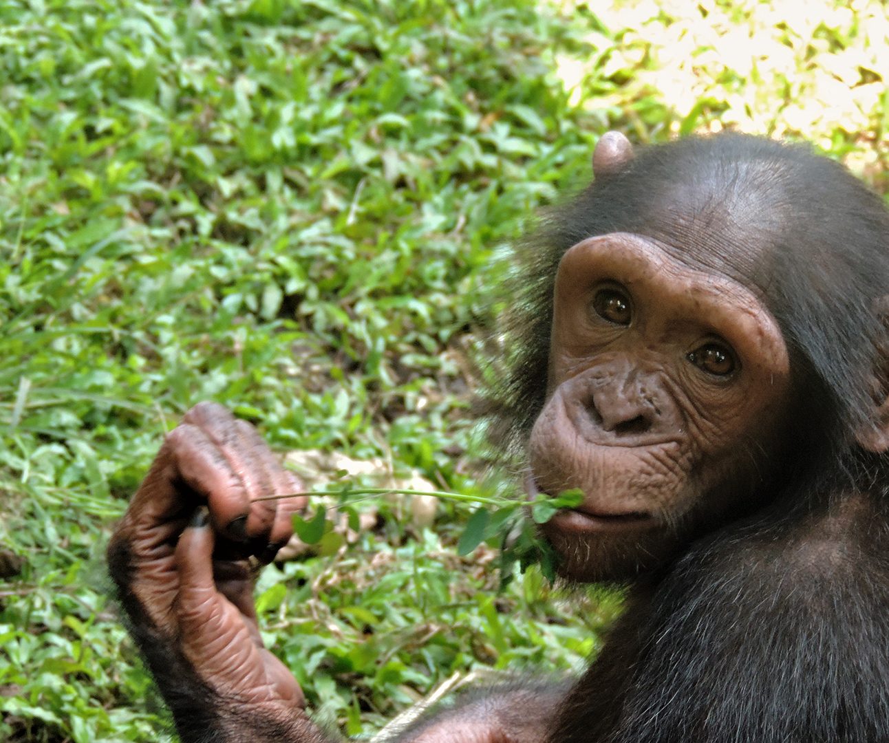A young chimpanzee holds a thin branch with the end in her mouth