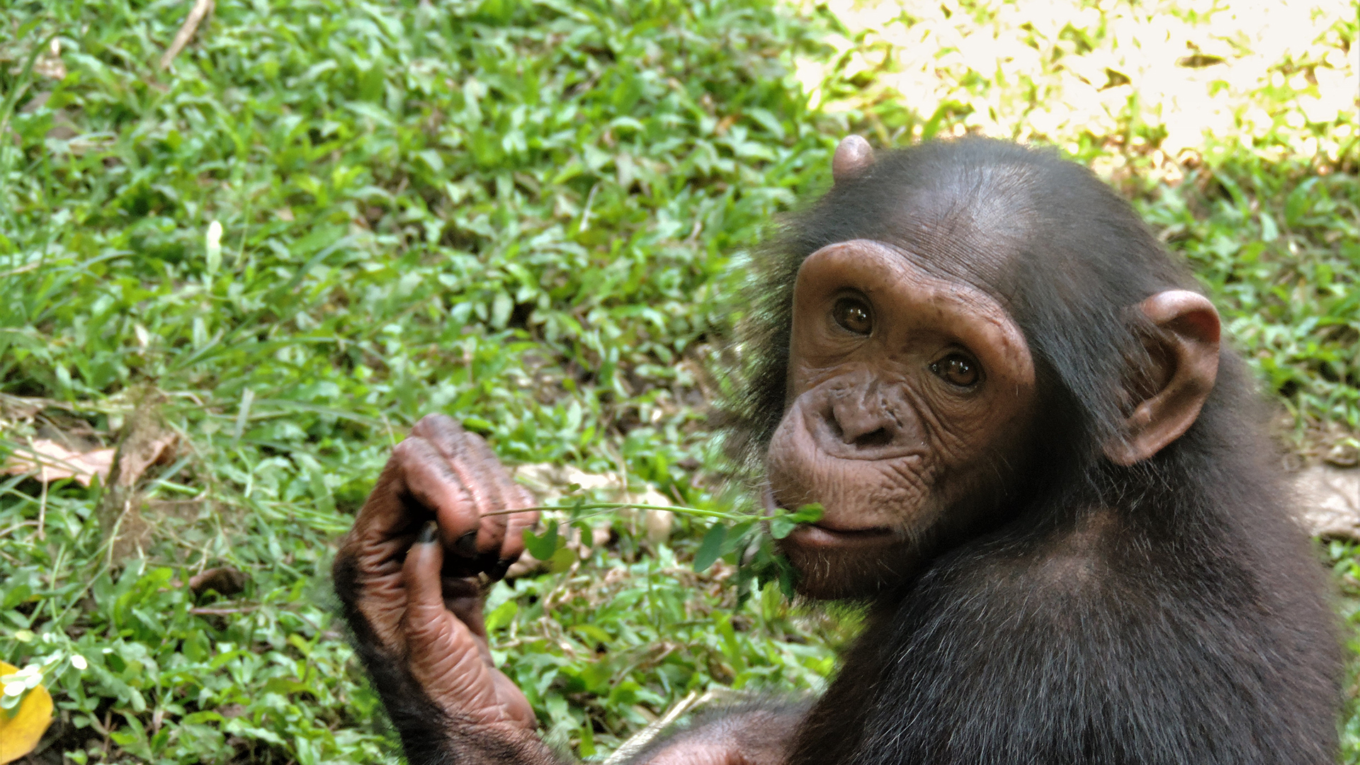 A young chimpanzee holds a thin branch with the end in her mouth