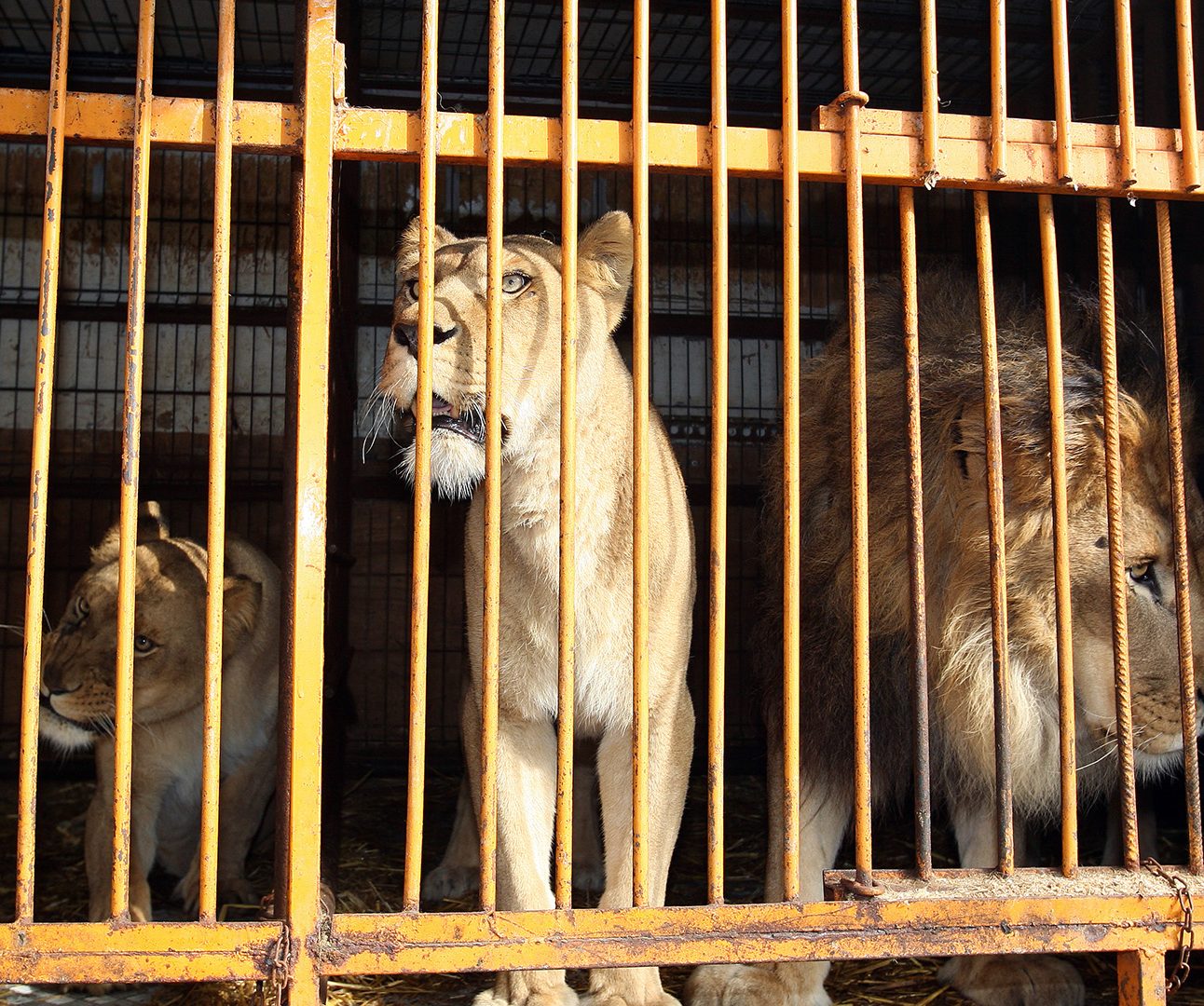 Three lions in a wooden wagon, before being rehomed at a Born Free Sanctuary