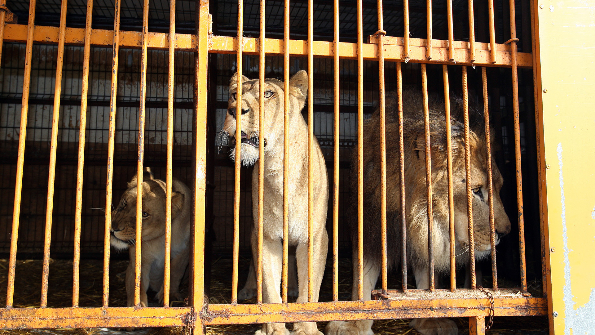 Three lions in a wooden wagon, before being rehomed at a Born Free Sanctuary