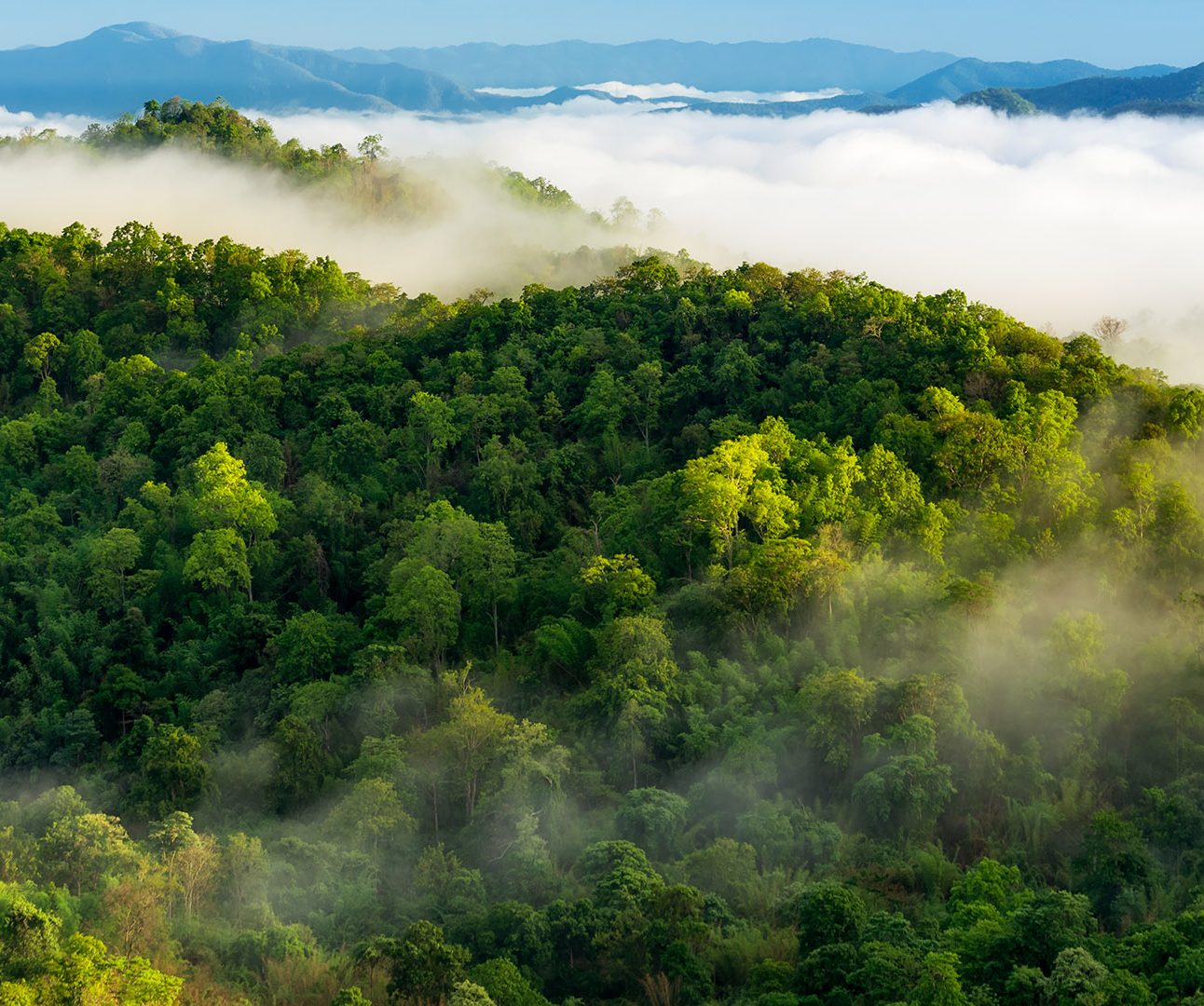 Beautiful mist over green forest on mountain, Aerial view sunrise over the mountain range at the north of thailand, Beauty rainforest landscape with fog in morning.