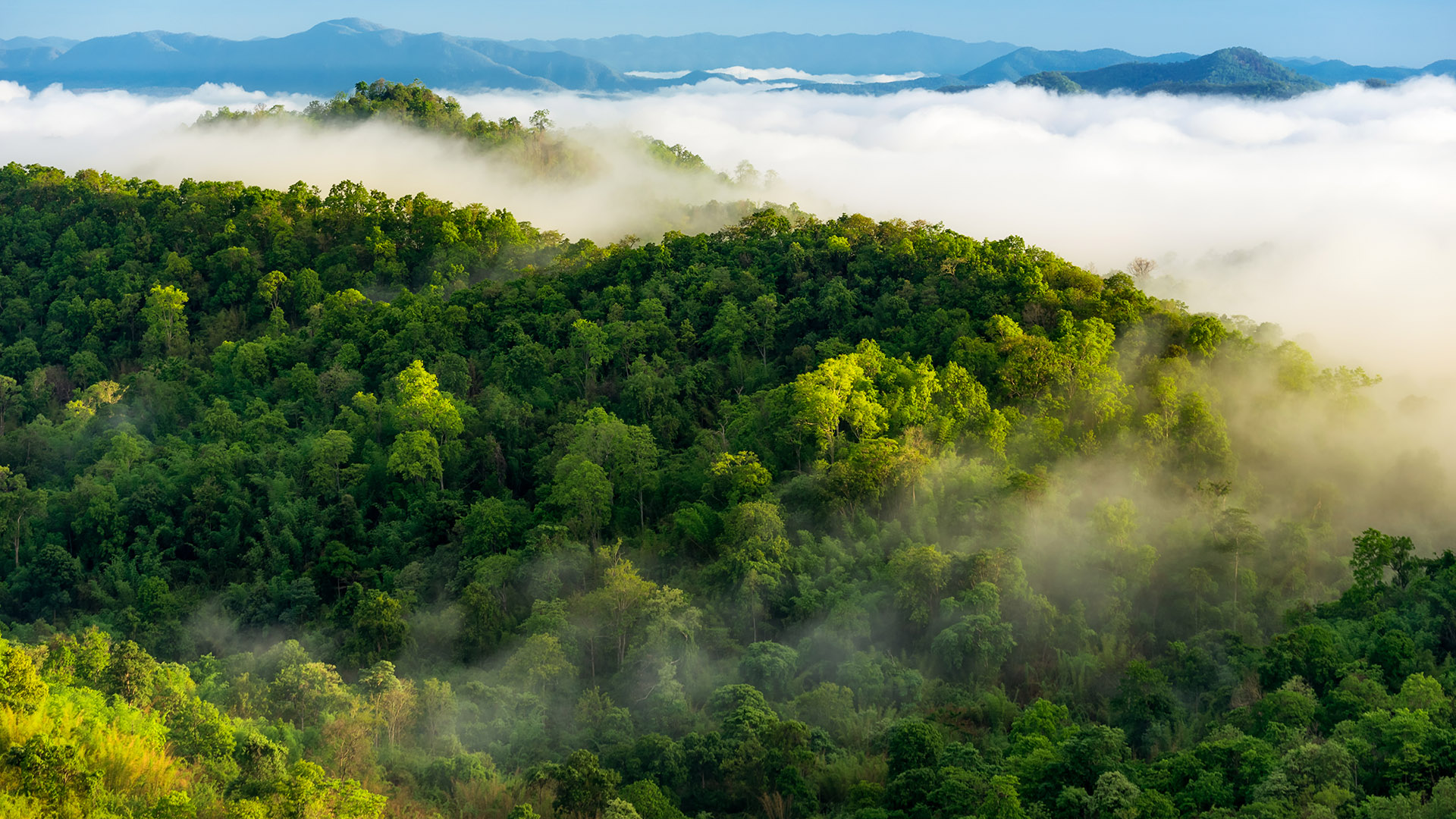 Beautiful mist over green forest on mountain, Aerial view sunrise over the mountain range at the north of thailand, Beauty rainforest landscape with fog in morning.