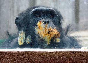 A chimpanzee behind glass with excrement smeared on the glass