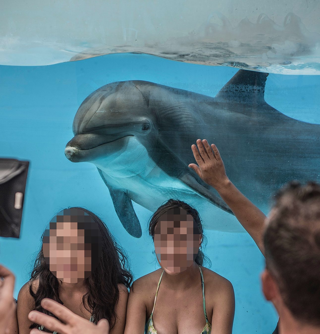 People stand in front of a glass tank, taking photos with a dolphin behind them