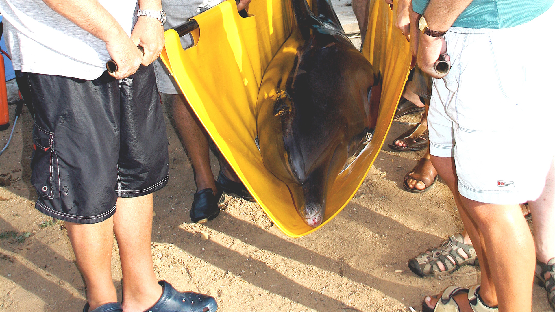 A dolphin is being lifted in a yellow sling