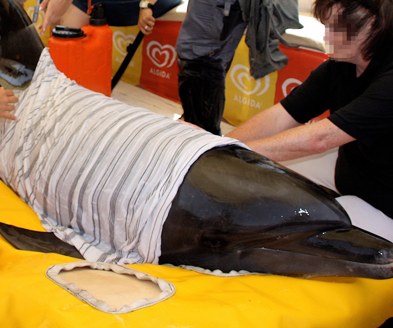 A dolphin is on a yellow mat wrapped in a wet towel while people surround it it