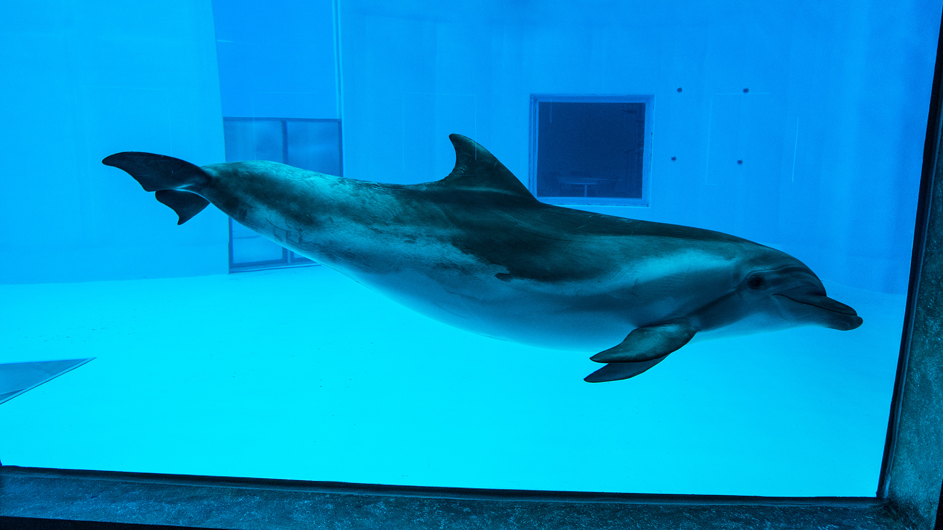 A dolphin swims behind glass in an aquarium