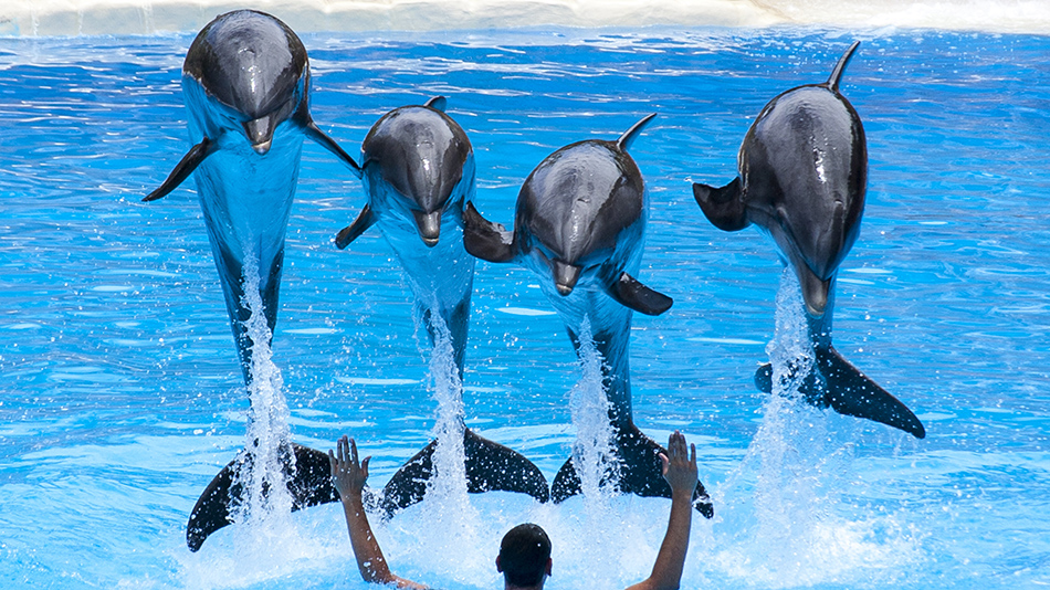 Four dolphins jump from the water in a pool, with a man in front of them raising his arms