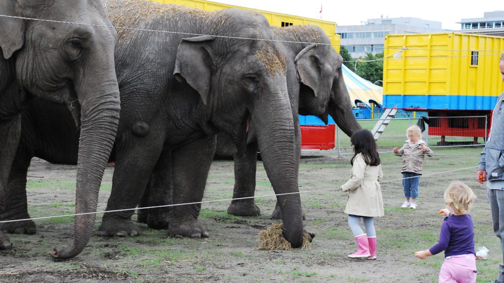 Three elephants stand behind a thin rope, with two young children reaching out to touch them