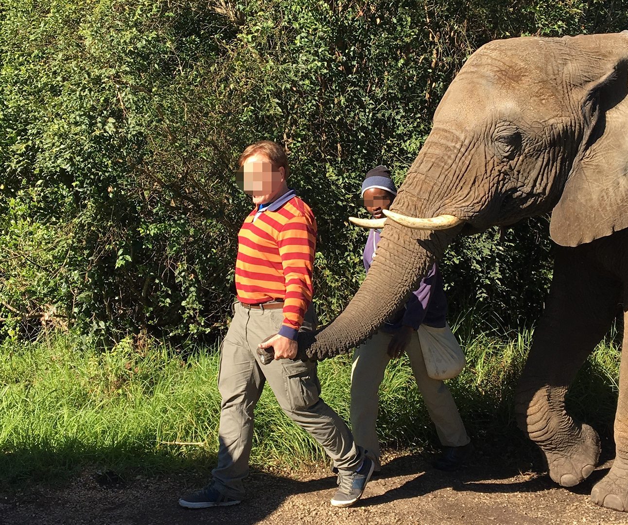 A man walking along a track leading an elephant by its trunk.