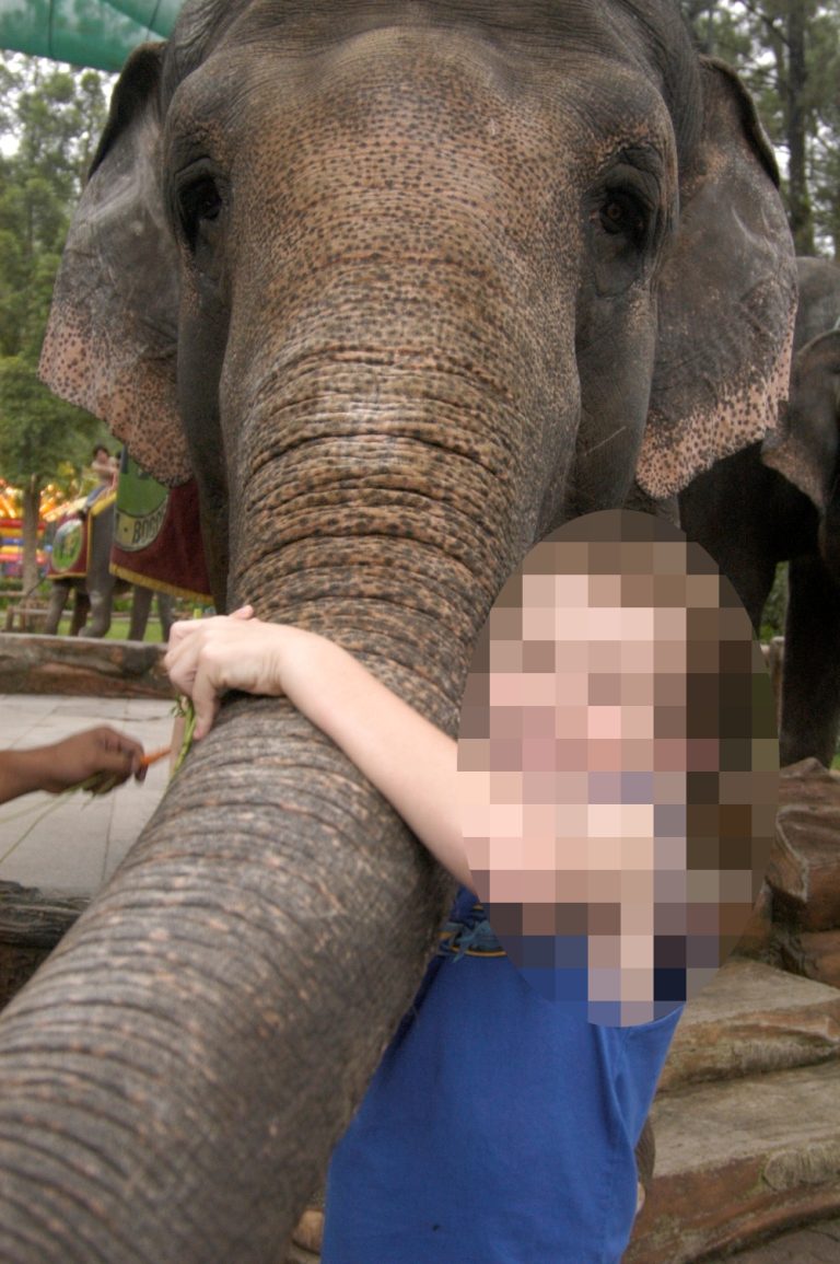 Elephant photo prop in Indonesia © Born Free