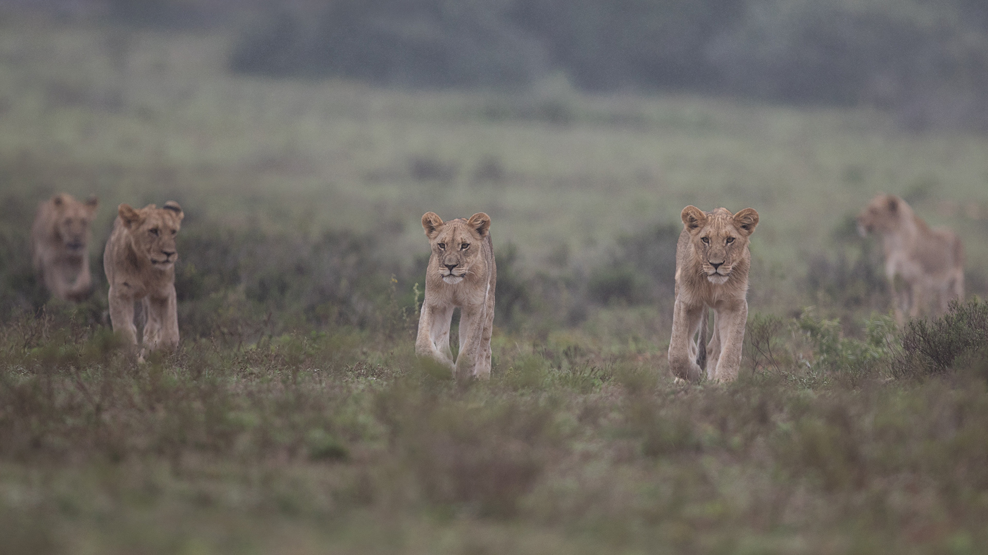 Three young lions walking towards the camera