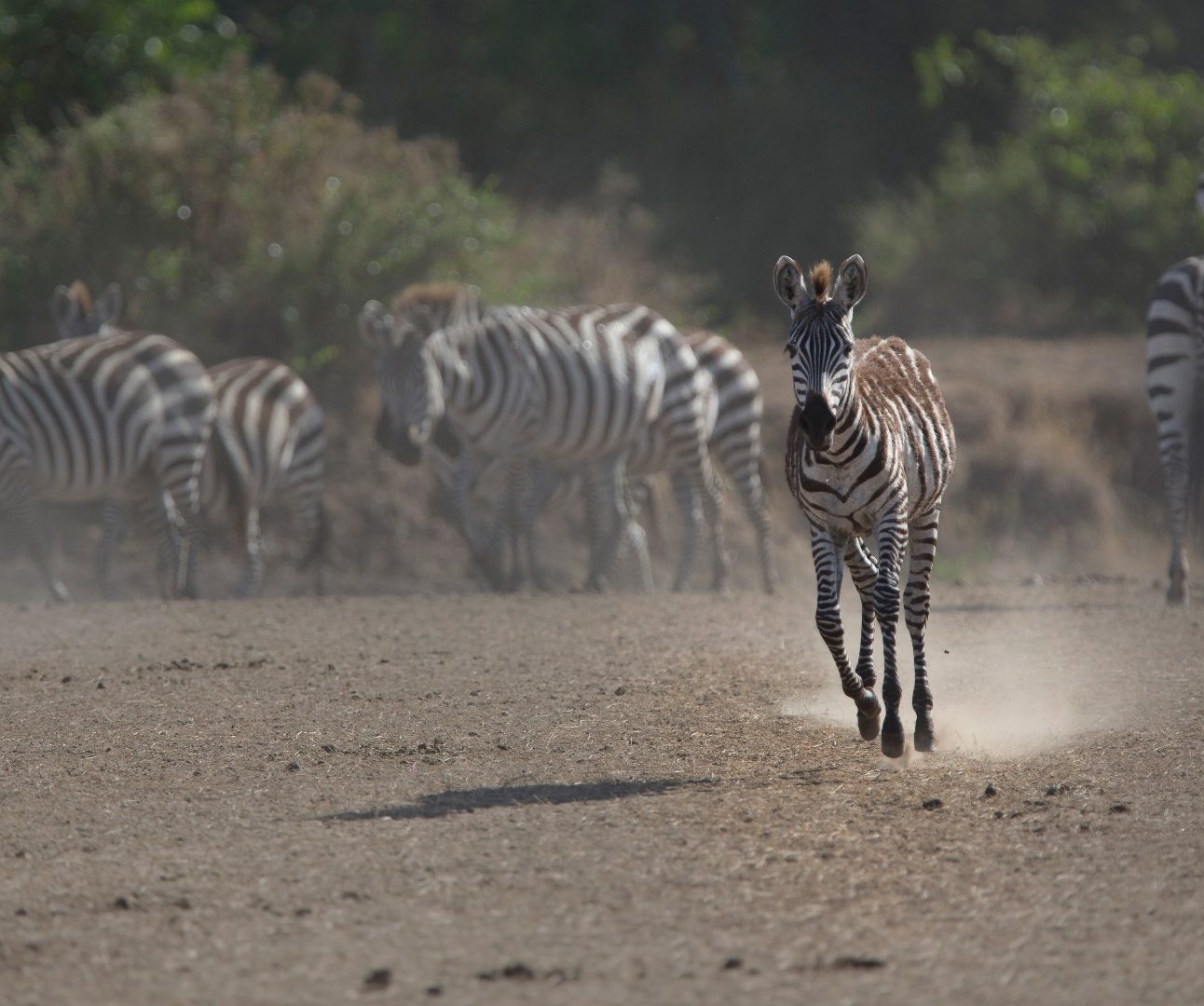 A herd of zebra running.