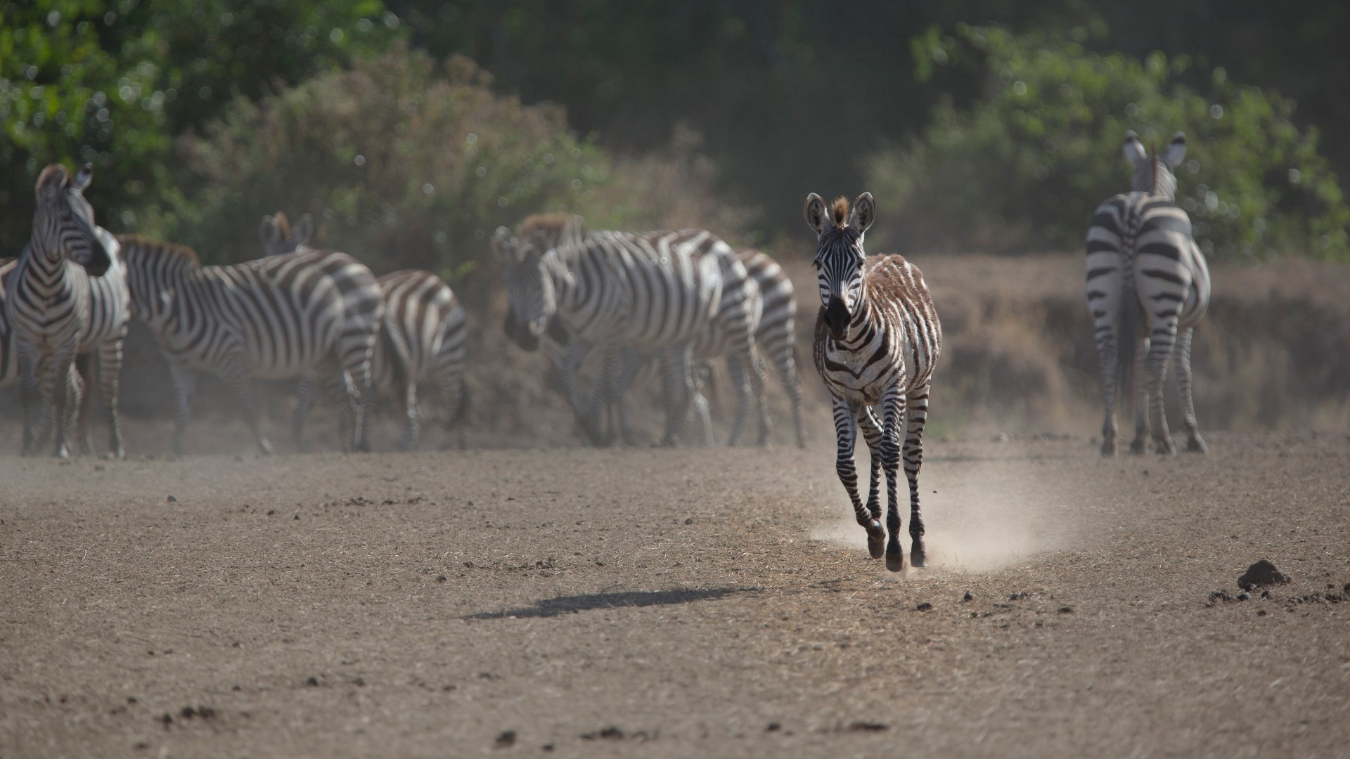 A herd of zebra running.
