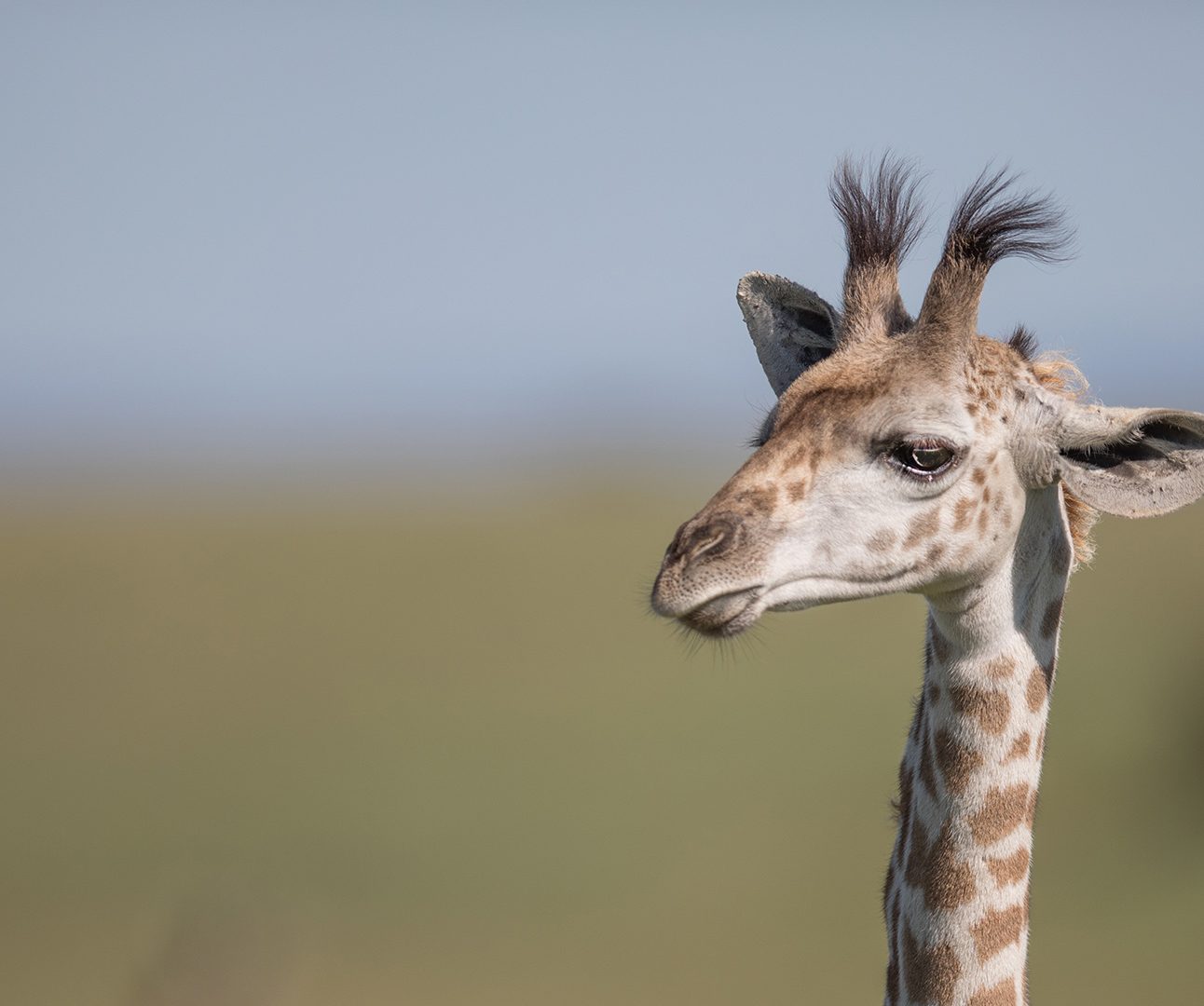 A close-up image of a wild giraffe's head