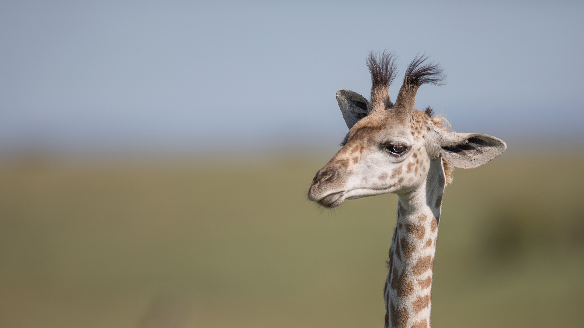 A close-up image of a wild giraffe's head