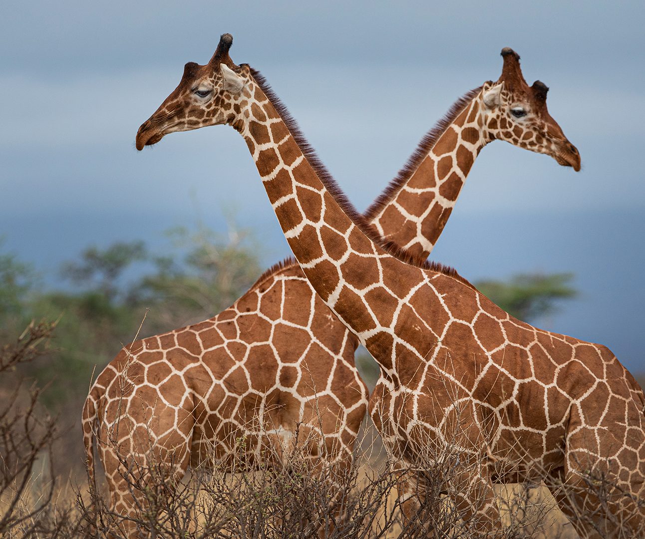 Two giraffes stand facing each other with necks crossing over