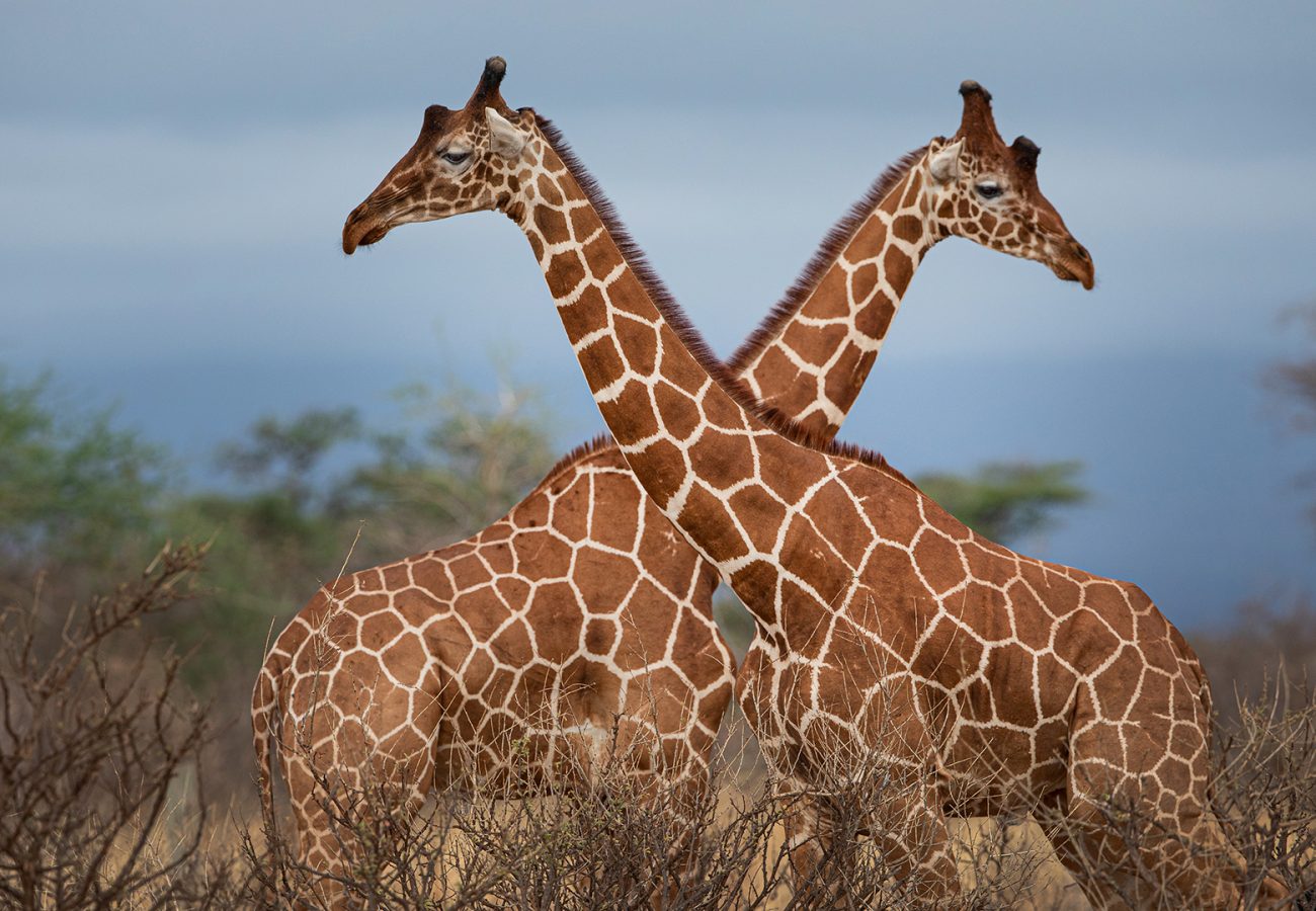Two giraffes stand facing each other with necks crossing over