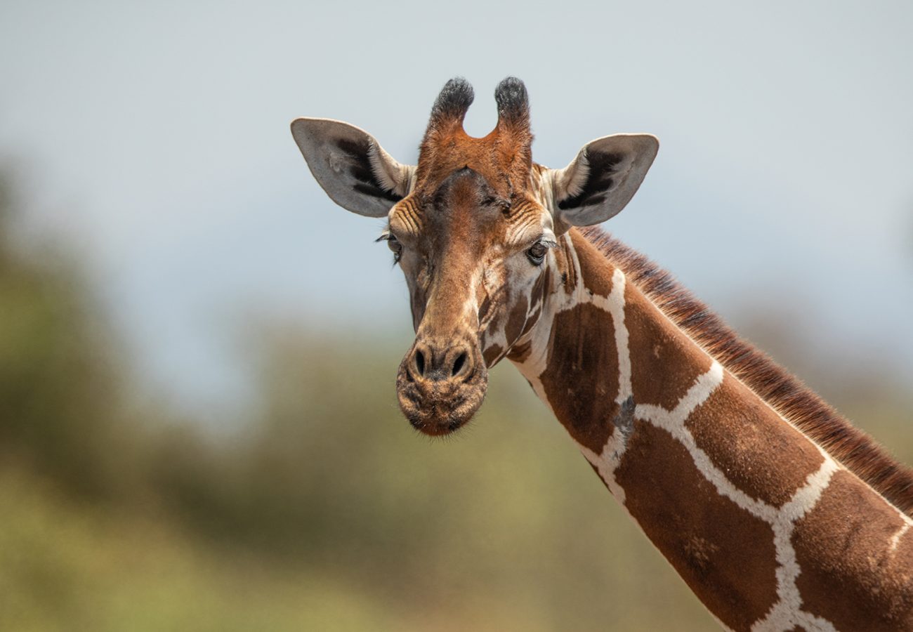 Close up of the head and neck of a giraffe looking at the camera