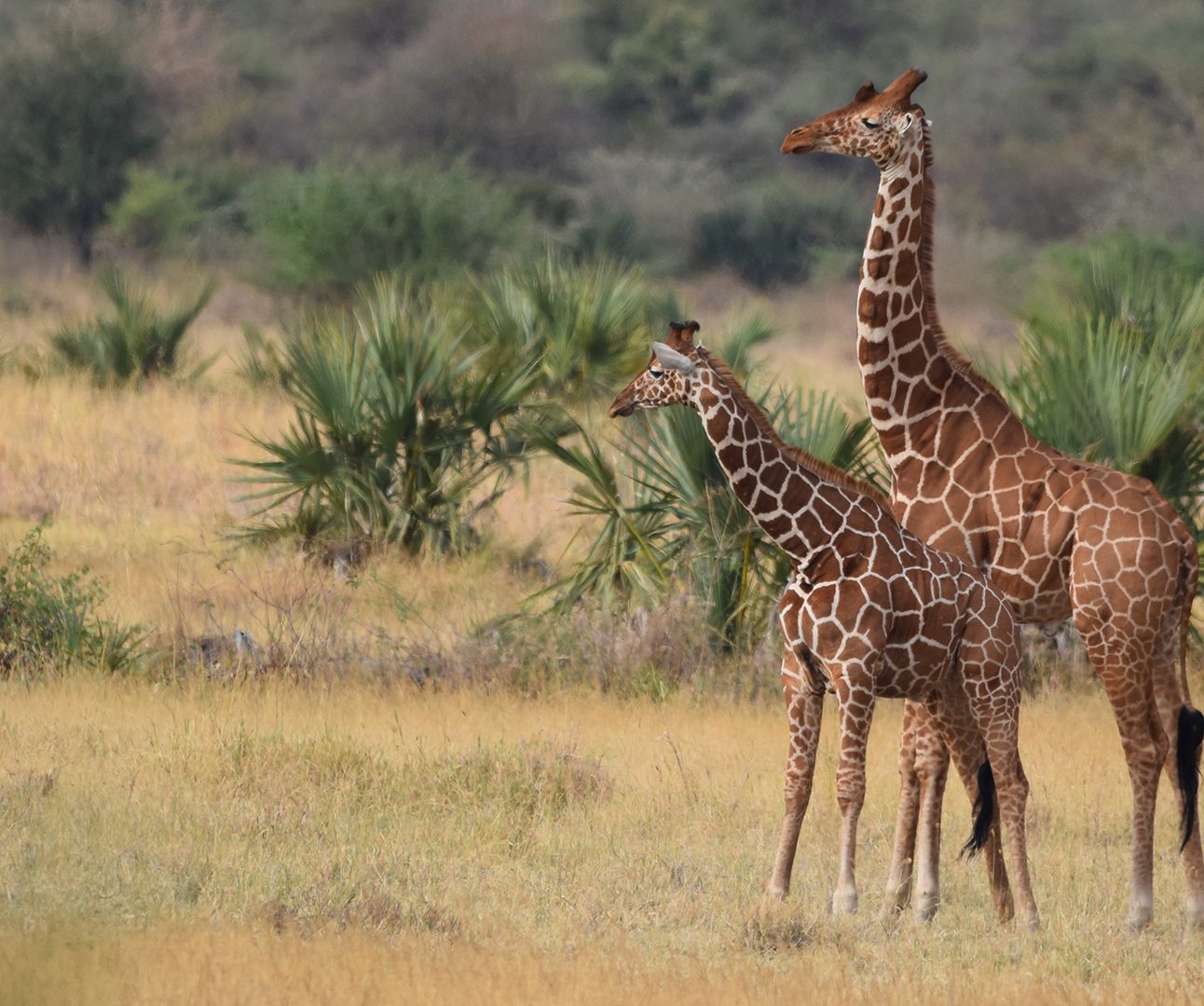 A group of three giraffes standing in the African bush
