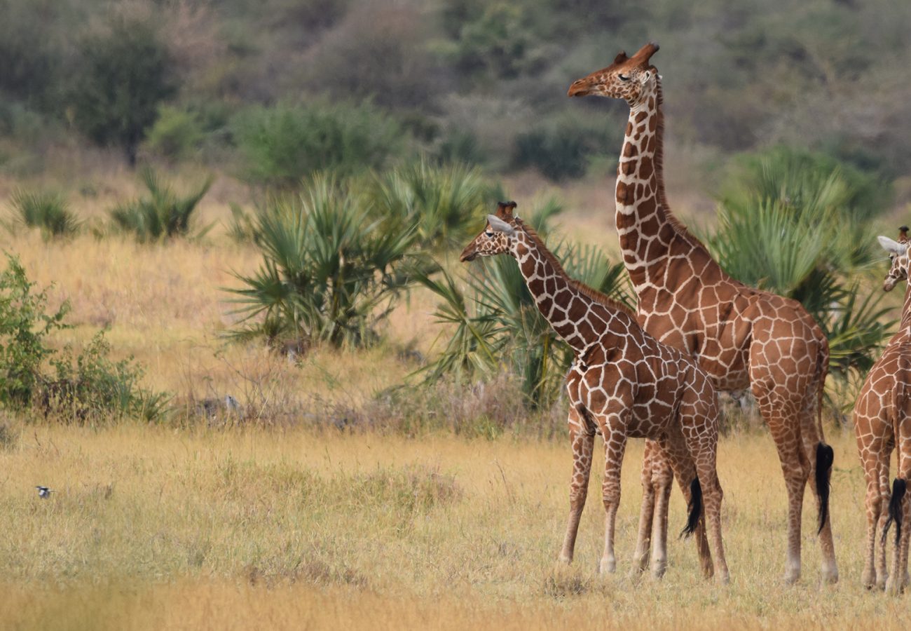A group of three giraffes standing in the African bush