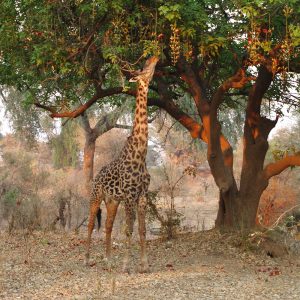 A giraffe stands eating leaves from a tree