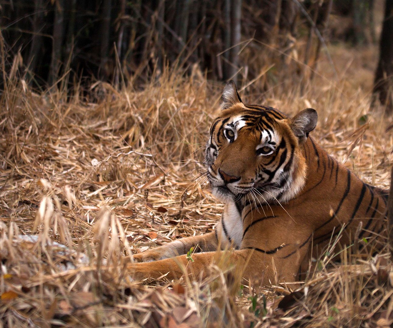 A photo of a tiger sitting in long dried grass in a forest