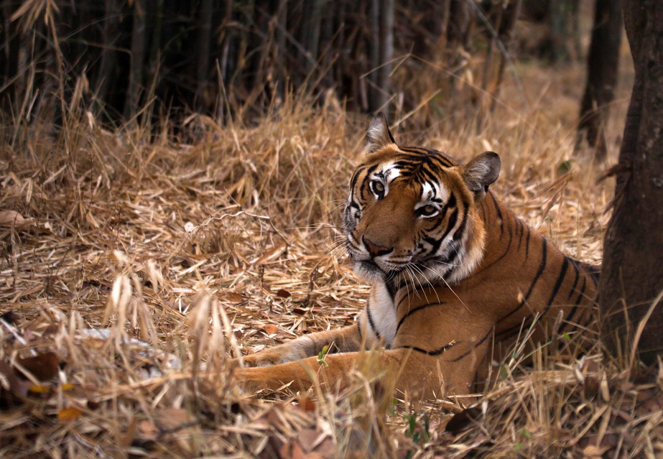 A photo of a tiger sitting in long dried grass in a forest