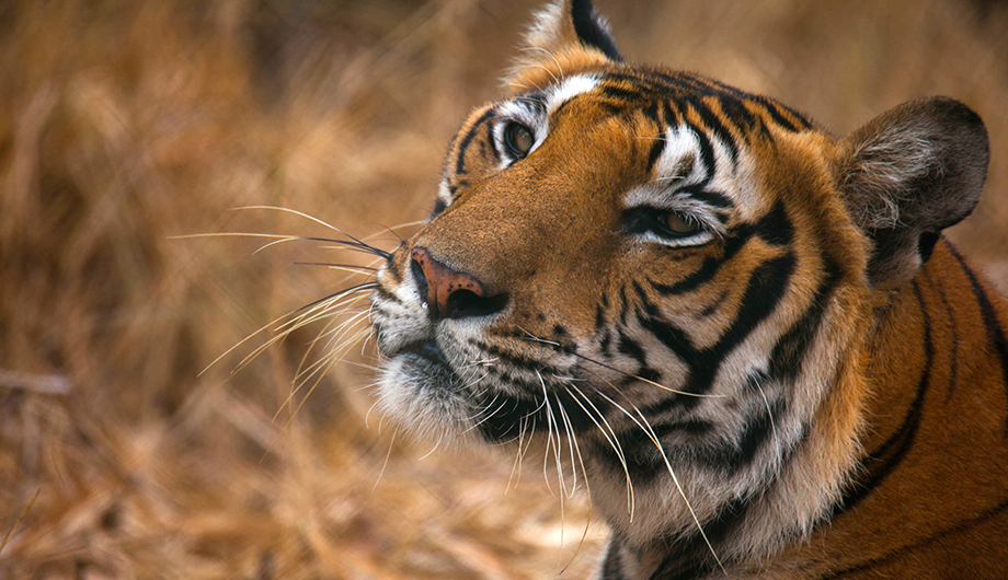 A close-up photo of a tiger in the wild