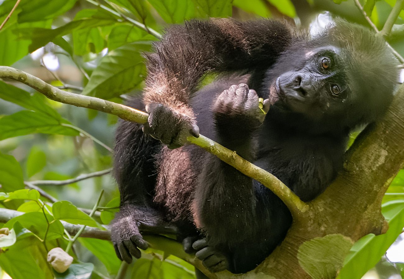A young gorilla sits in a tree holding onto thin branches