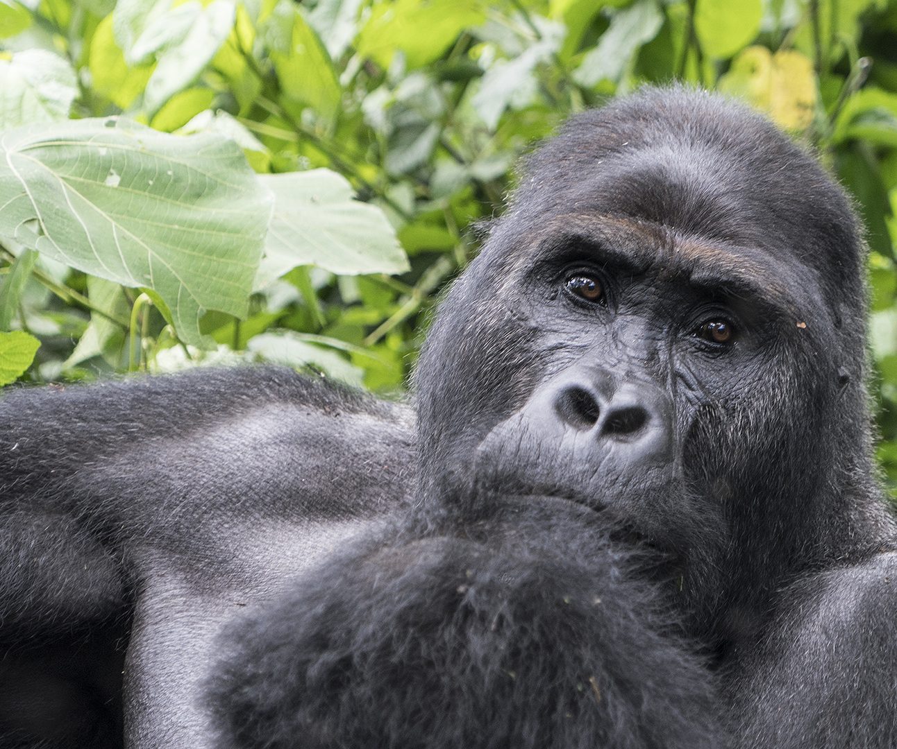 An adult gorilla sits with hand raised to face in front of a leafy backdrop