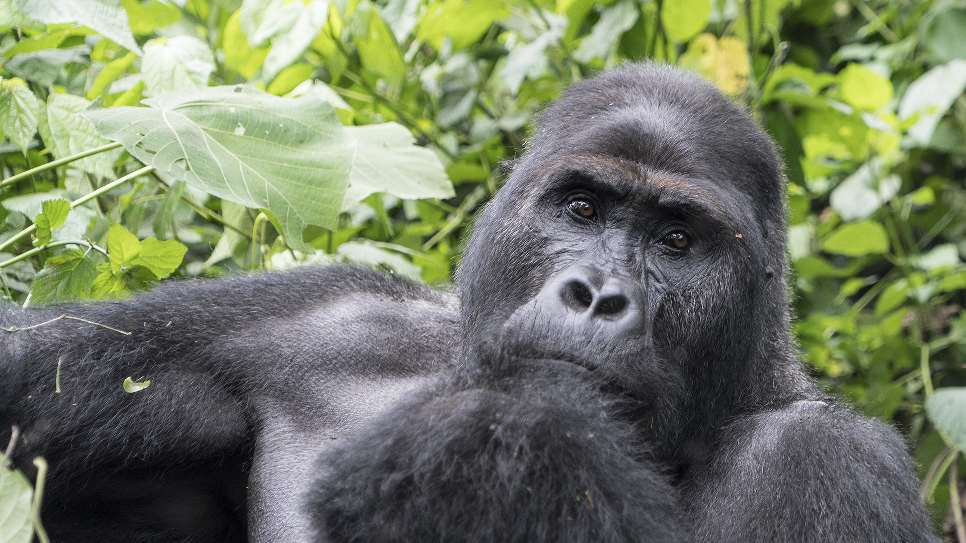 An adult gorilla sits with hand raised to face in front of a leafy backdrop