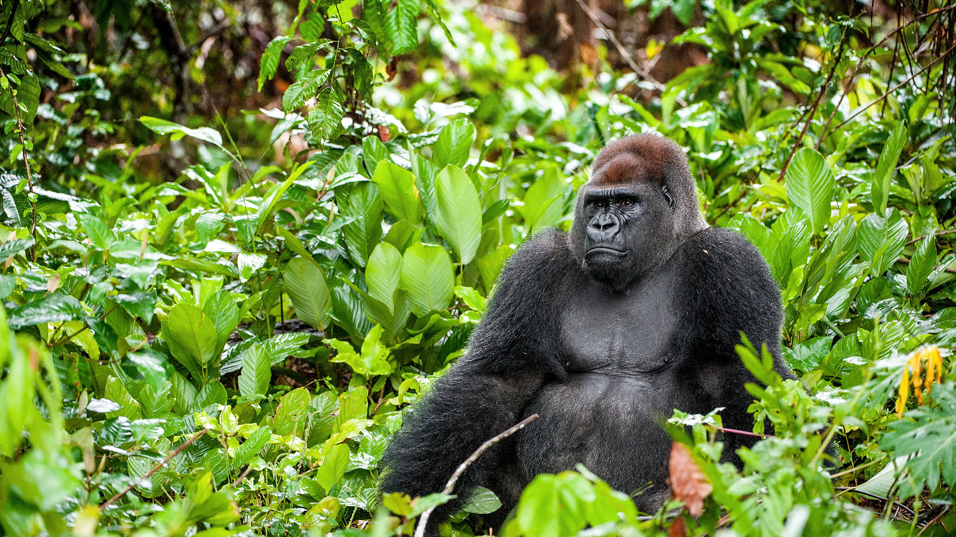 Portrait of an adult gorilla close up at a short distance.