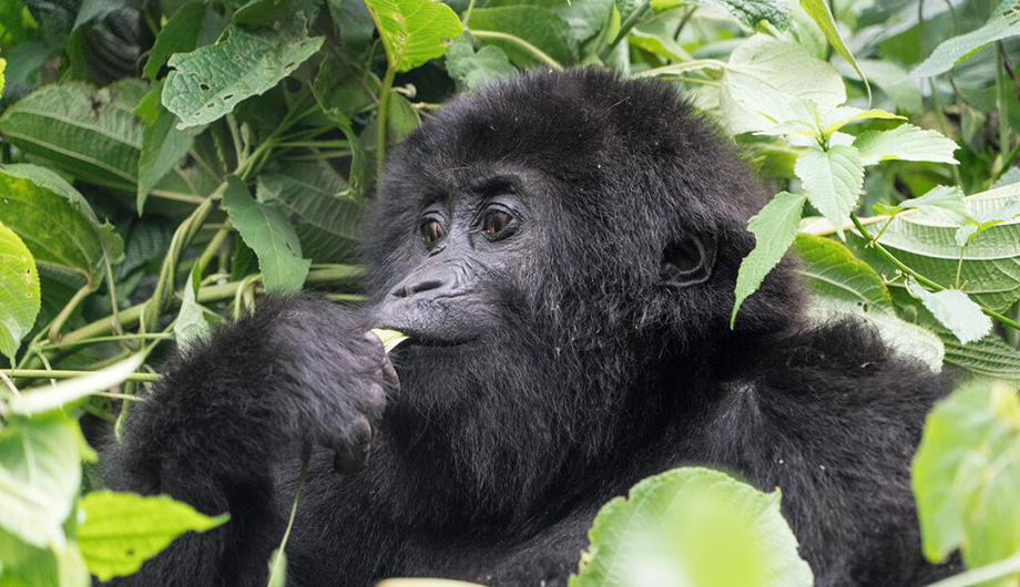 A close up of a gorilla, holding a leaf and eating it